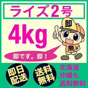 最速で発送 ライズ2号 4kg入り 北海道も沖縄も送料無料