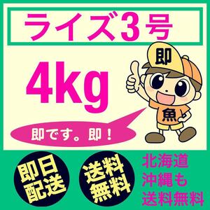 最速で発送 ライズ3号 4kg メダカ らんちゅう グッピー ベタ コリドラスのエサに最適です 送料無料