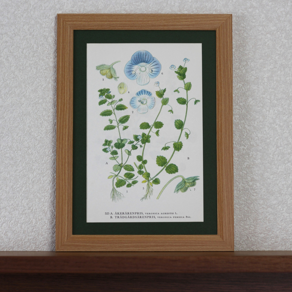 北欧ヴィンテージポスター　ボタニカルアート　「オオイヌノフグリ、イヌノフグリ」　50年前の植物画　B5サイズ　アンティーク ブロカント