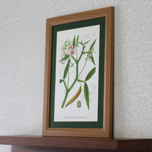 北欧ヴィンテージポスター　ボタニカルアート　「ヤナギバレンリソウ」　50年前の植物画　プレゼント B5サイズ　アンティーク ブロカント_画像2