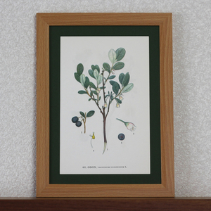 北欧ヴィンテージポスター　ボタニカルアート　「クロマメノキ（アサマブドウ）」　50年前の植物画　プレゼント　アンティーク ブロカント