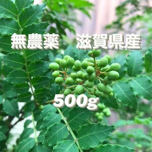 滋賀県産　無農薬　山椒の実　500g