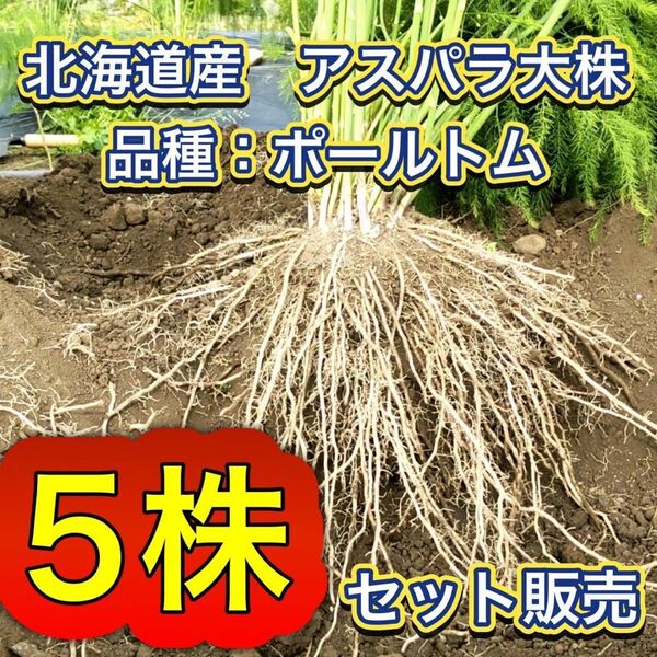 5株セット特別価格　北海道産　アスパラガス　株　苗