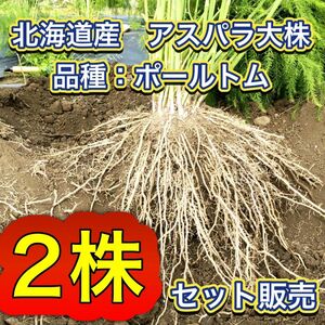 2株セット特別価格　北海道産　アスパラガス　株　苗