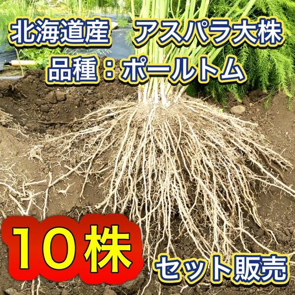 10株セット特別価格　北海道産　アスパラガス　株　苗