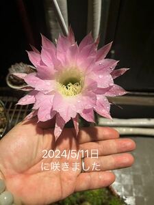 花サボテン 大輪花咲くピンクの苗