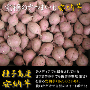 完熟！A品 種子島産安納芋SSサイズ10キロ 農薬不使用 無化学肥料 ワケアリじゃない