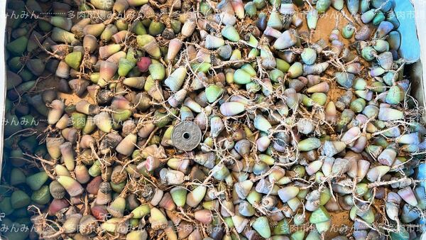 多肉植物　リトープス　中小混合カラフルセット　春限定100苗　残り少ない