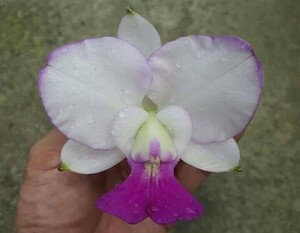 即決あり　原種　洋蘭 カトレア　c. walkeriana　Elixir of Love ×　trilabelo Ropros フラスコ限定1本