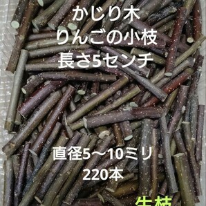 かじり木りんごのミニ小枝　220本　生枝