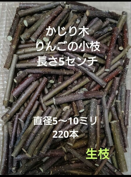 かじり木りんごのミニ小枝　220本　生枝