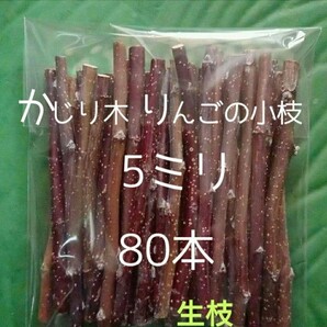 かじり木りんごの細枝80本　生枝