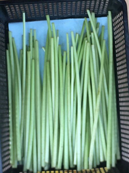 無農薬 天然山フキ 500g 送料込み