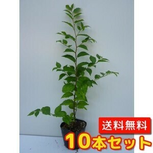 エノキ 樹高0.3m前後 10.5cmポット （10本セット）（送料無料） 苗 植木 苗木