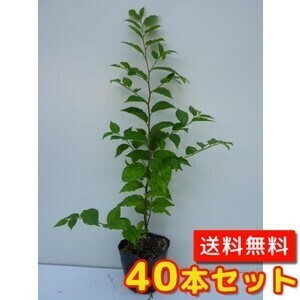 エノキ 樹高0.3m前後 10.5cmポット （40本セット）（送料無料） 苗 植木 苗木