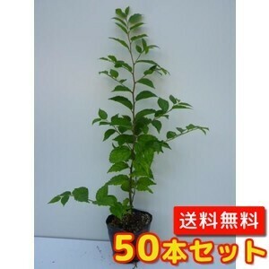 エノキ 樹高0.3m前後 10.5cmポット （50本セット）（送料無料） 苗 植木 苗木