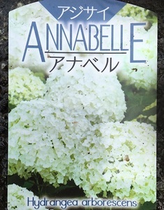 アジサイ アナベル 樹高0.4m前後 15cmポット （10本セット）（送料無料） 苗 植木 苗木