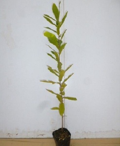 コナラ 樹高0.5m前後 10.5cmポット （160本セット）（送料無料） 苗 植木 苗木 庭