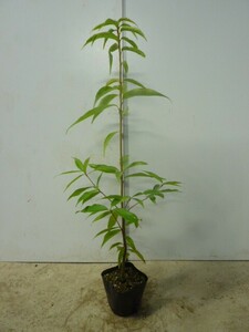シラカシ 樹高0.5m前後 10.5cmポット （50本セット）（送料無料） 苗 植木 苗木