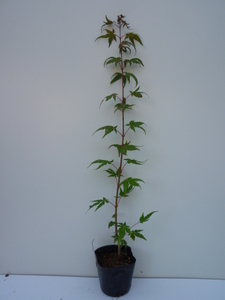 イロハモミジ 樹高0.3m前後 10.5cmポット （40本セット）（送料無料） 苗 植木 苗木