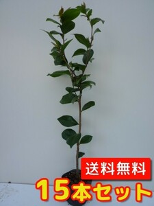 ヤブツバキ 樹高0.8m前後 15cmポット （15本セット）（送料無料） 苗 植木 苗木