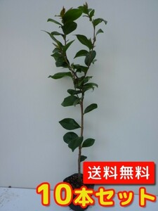 ヤブツバキ 樹高0.8m前後 15cmポット （10本セット）（送料無料） 苗 植木 苗木