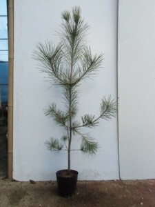 クロマツ 樹高0.8m前後 15cmポット （5本セット）（送料無料） 苗 植木 苗木
