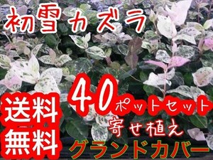 ハツユキカズラ / 9cmポット （40本セット）（送料無料） 苗 植木 苗木 グランドカバー