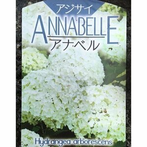 アジサイ アナベル 樹高0.4m前後 15cmポット （10本セット）（送料無料） 苗 植木 苗木 庭