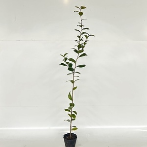 ヤブツバキ 樹高1.0m前後 15cmポット （90本セット）（送料無料） 苗 植木 苗木