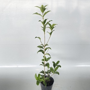 キンモクセイ 樹高0.2m前後 10.5cmポット （40本セット）（送料無料） 苗 植木 苗木