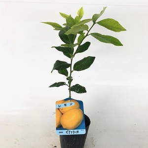 レモン ビアフランカ トゲなしレモン 樹高0.5m前後 15cmポット （10本セット）（送料無料） お手軽にベランダでも 苗 植木 苗木