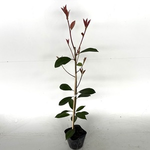 レッドロビン 樹高0.5m前後 10.5cmポット （10本セット）（送料無料） 苗 植木 苗木 庭