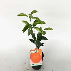 ネーブルオレンジ 樹高0.3m前後 9cmポット （10本セット）（送料無料） お手軽にベランダでも 苗 植木 苗木 庭