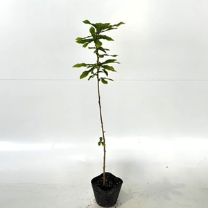クヌギ 樹高0.5m前後 10.5cmポット （150本セット）（送料無料） 苗 植木 苗木