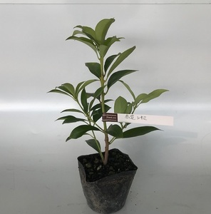 イリシウム 赤花シキミ 樹高0.3m前後 18cmポット （20本セット）（送料無料） 苗 植木 苗木