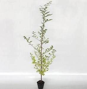 エゴノキ 樹高0.8m前後 10.5cmポット （30本セット）（送料無料） 苗 植木 苗木 庭