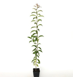 ナナミノキ 樹高0.8m前後 10.5cmポット （30本セット）（送料無料） 苗 植木 苗木