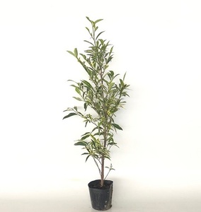 フイリサカキ 樹高0.8m前後 15～18cmポット （6本セット）（送料無料） 苗 植木 苗木
