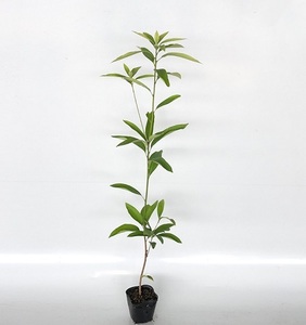 マテバシイ 樹高0.8m前後 10.5cmポット （10本セット）（送料無料） 苗 植木 苗木 庭