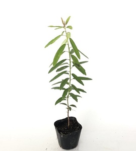 ヒメユズリハ 樹高0.5m前後 10.5cmポット （10本セット）（送料無料） 苗 植木 苗木