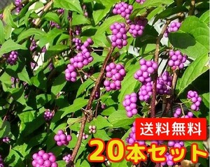 ムラサキシキブ（コムラサキシキブ） 樹高0.5m前後 15cmポット （20本セット）（送料無料） 苗 植木 苗木