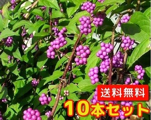 ムラサキシキブ（コムラサキシキブ） 樹高0.5m前後 15cmポット （10本セット）（送料無料） 苗 植木 苗木