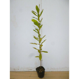 コナラ 樹高0.3m前後 10.5cmポット （40本セット）（送料無料） 苗 植木 苗木