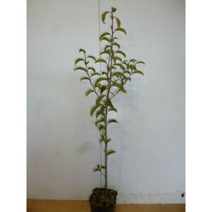 クロガネモチ 樹高0.8m前後 10.5cmポット （50本セット）（送料無料） 苗 植木 苗木