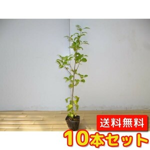 ヤマボウシ 樹高0.5m前後 10.5cmポット （10本セット）（送料無料） 苗 植木 苗木 庭