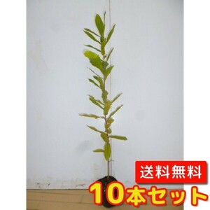 コナラ 樹高0.5m前後 10.5cmポット （10本セット）（送料無料） 苗 植木 苗木