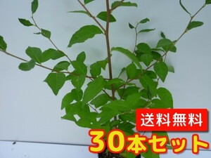 エノキ 樹高0.5m前後 10.5cmポット （30本セット）（送料無料） 苗 植木 苗木 庭