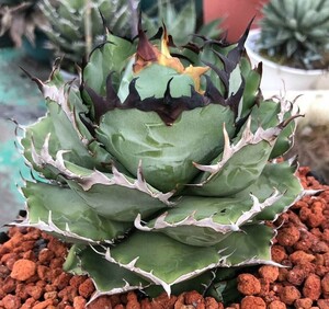 AGAVE　TITANOTA　RED DEVIL　アガベ　チタノタ　GOLD PLANTS MARKET　1