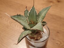 AGAVE　TITANOTA　巨獣　アガベ　チタノタ　GOLD PLANTS MARKET　2_画像4